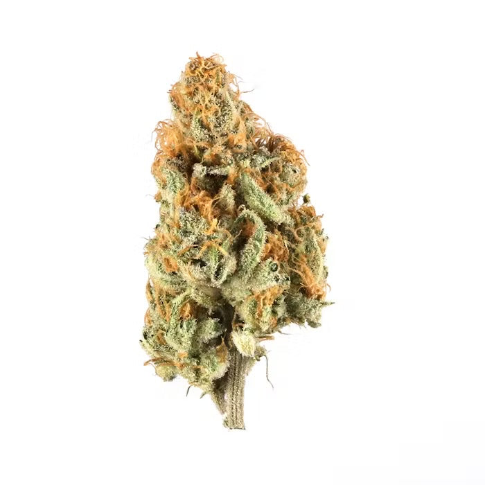 Gello Gelato (Hybrid)
